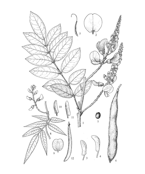 Natural compounds from  Callerya speciosa